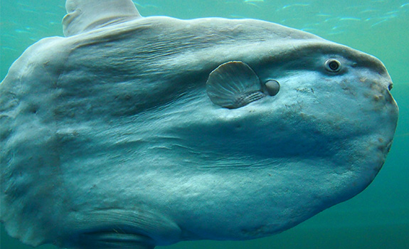 マンボウ